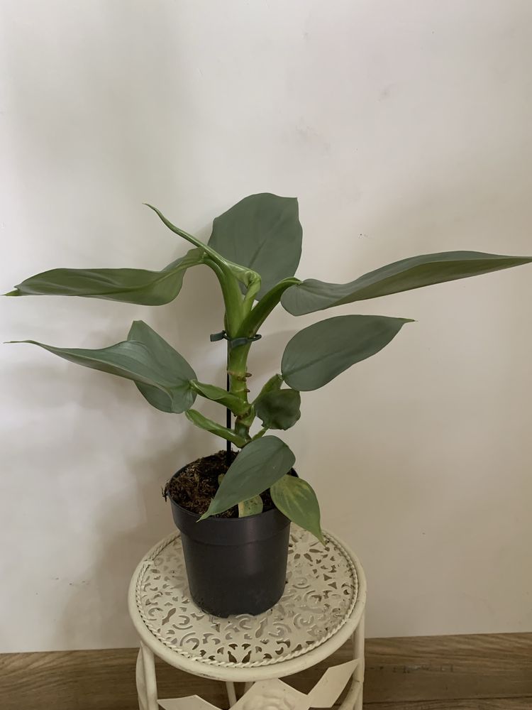 Filodendron philodendron 'SILVER QUEEN'  L, wysokość około 40 cm