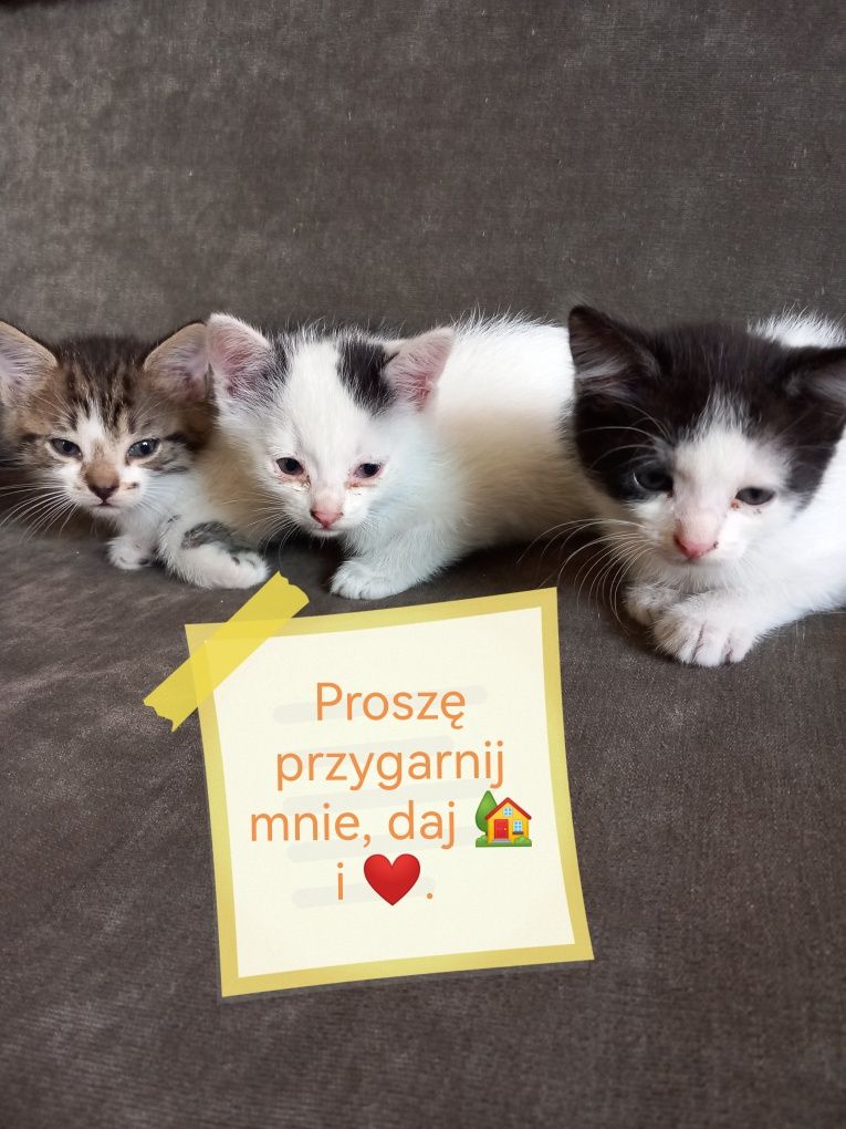 Daj kociakom dom.