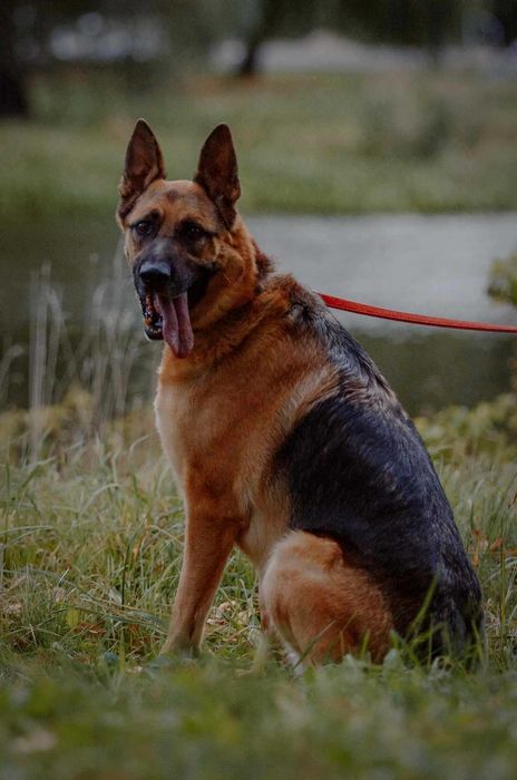 Bari w typie owczarka niemieckiego do adopcji