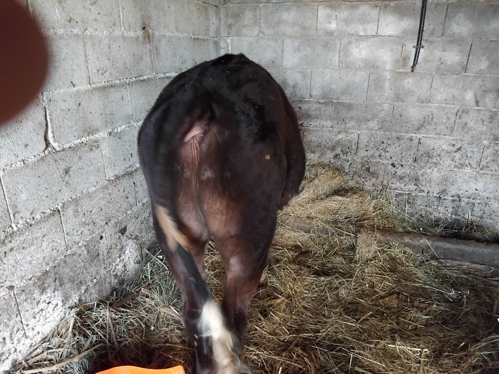 Vendo vitelo com 11 meses