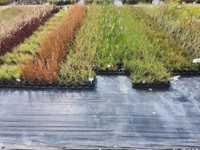 Trawy osdobne kilkadziesiąt odmian, doniczka p9