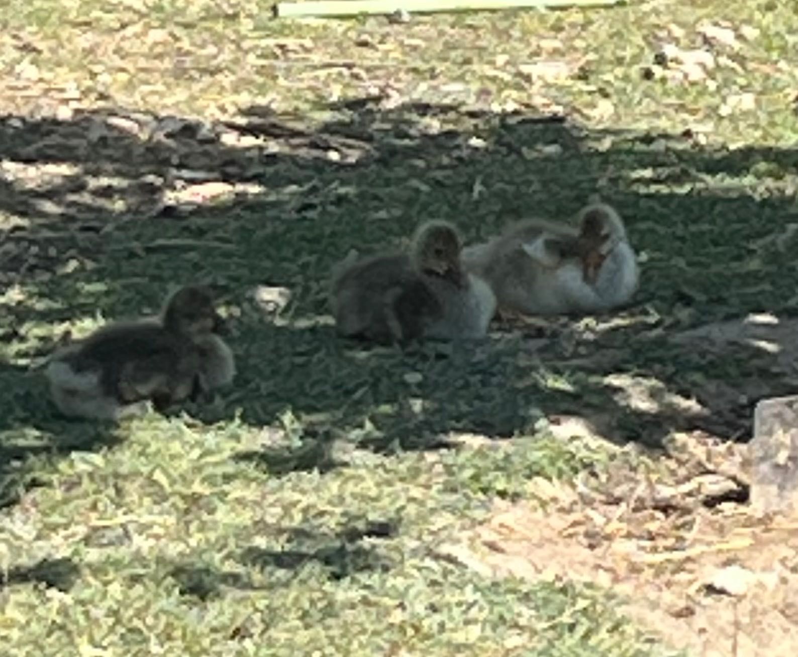 2 gansos pequenos