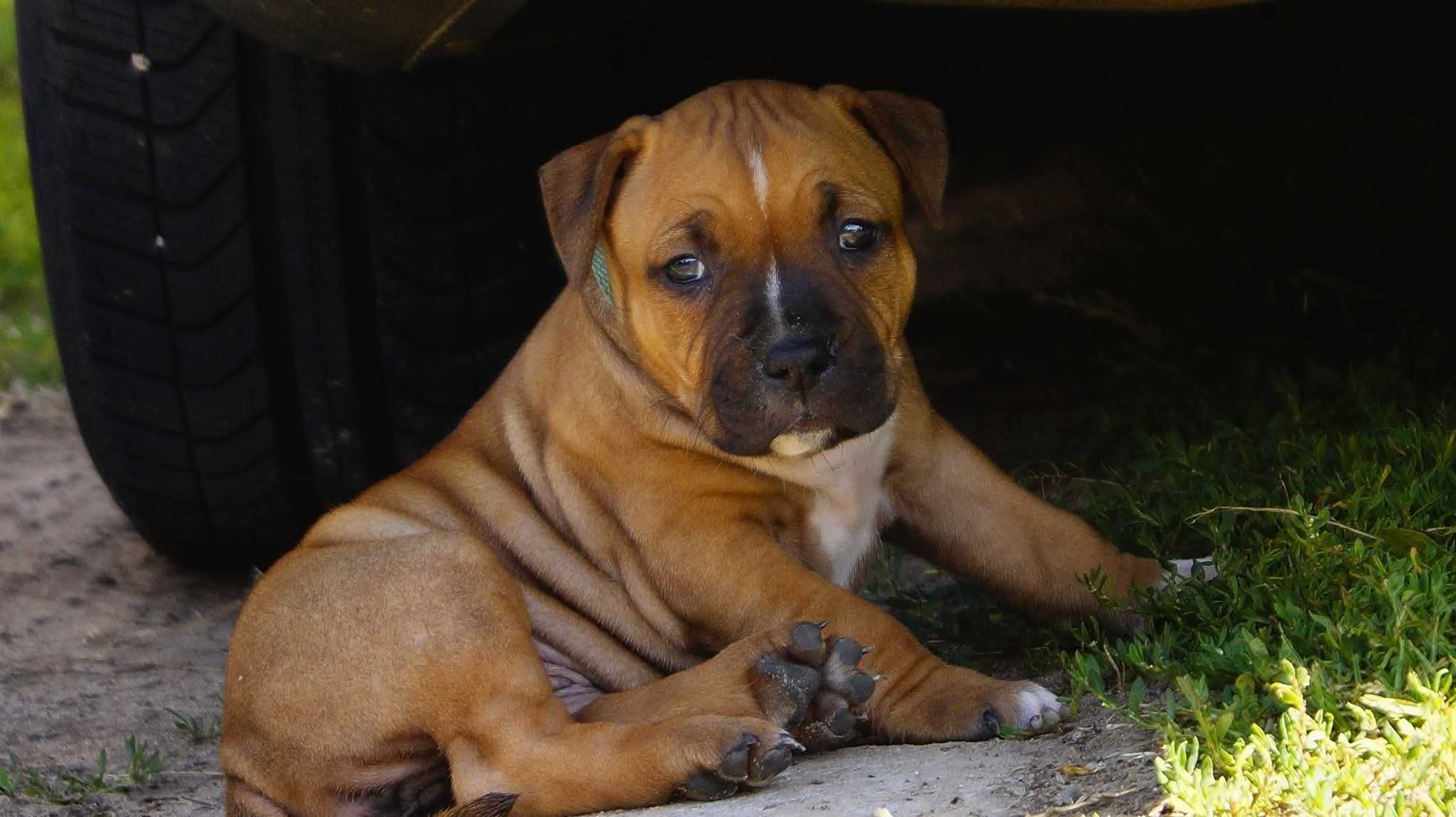 Amstaff FCI szczenięta- sunia Electra
