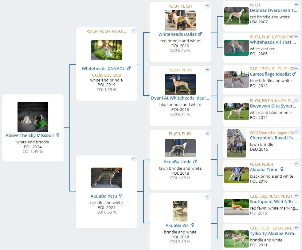 Whippet chart angielski suczka - szczenię ZKwP FCI