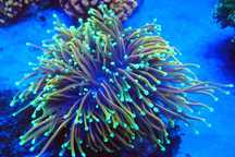 Euphyllia Glabrescens Indo Gold Indogold