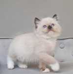 Ragdoll kocurek seal mitted z rodowodem