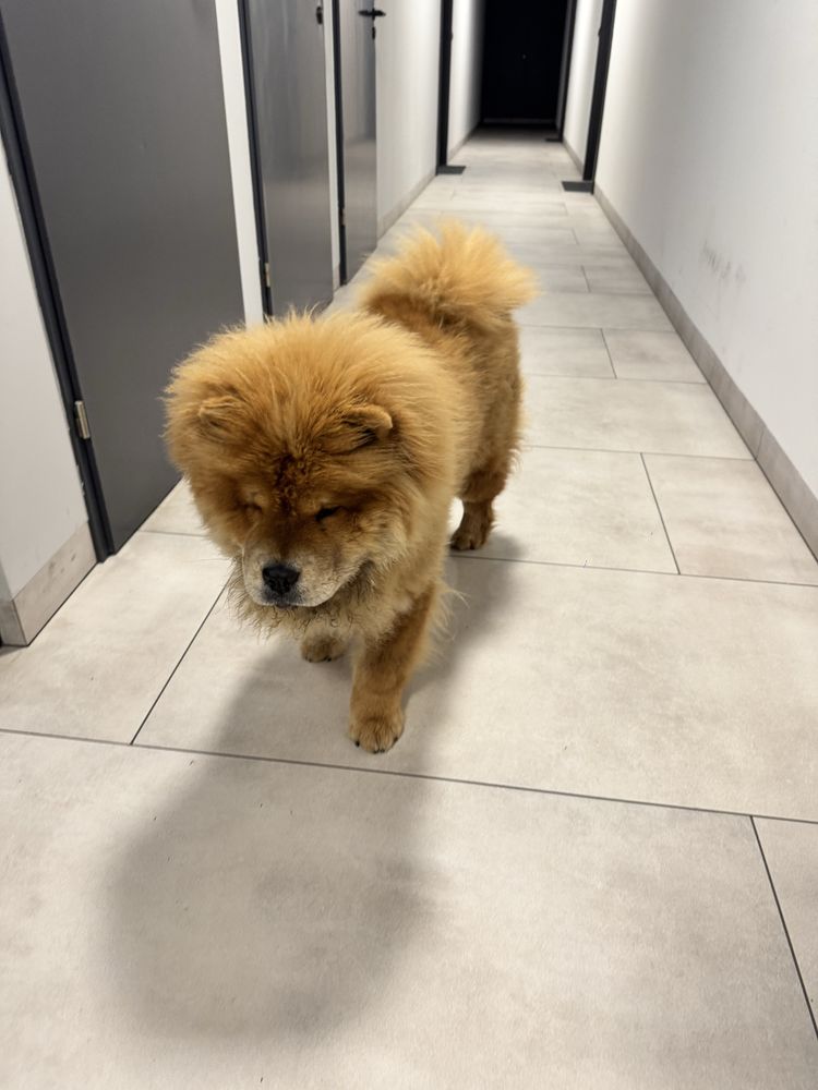Oddam psa chow chow