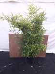 Bambus AUREA sadzonka