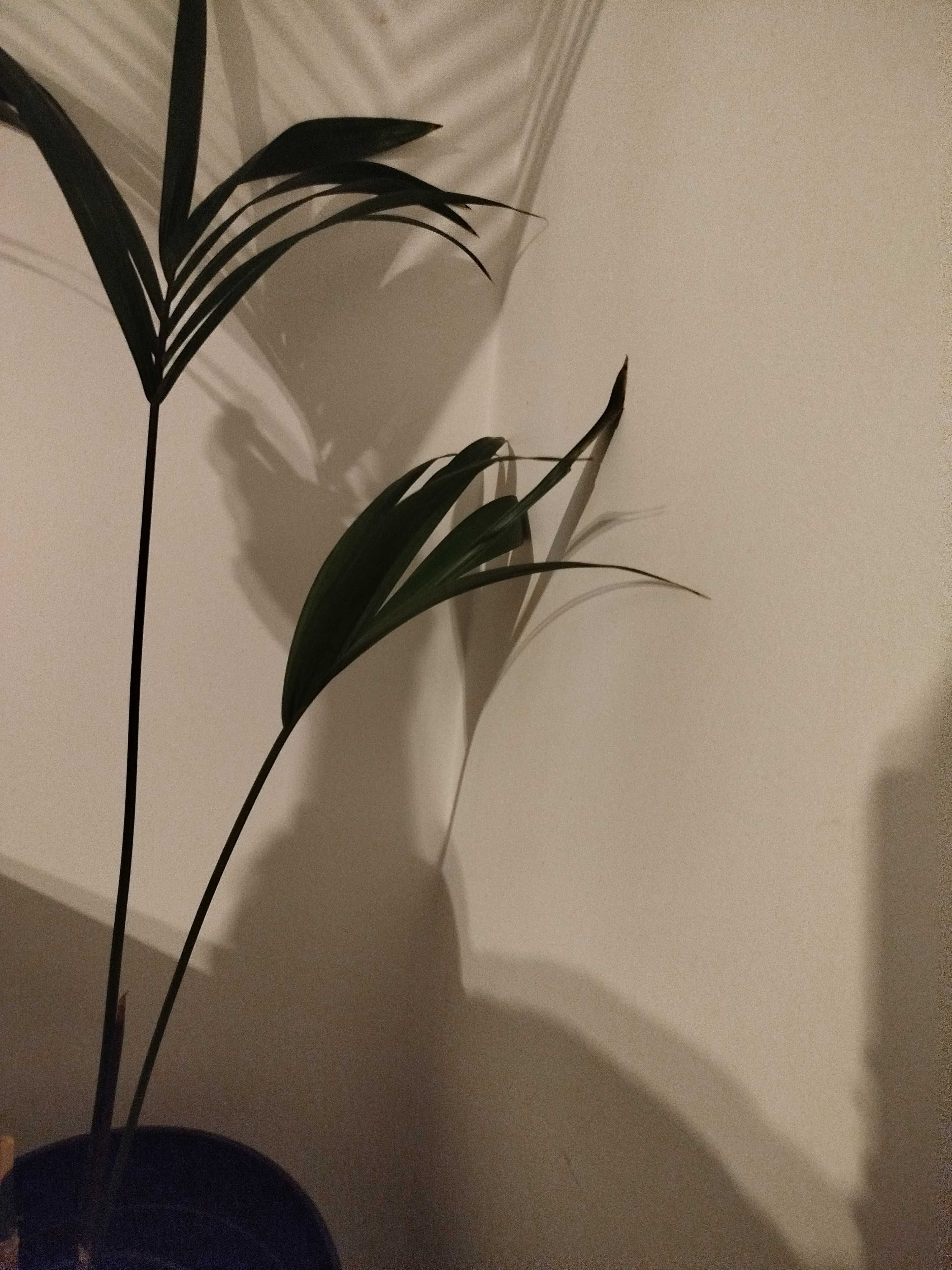 Palma kentia centia