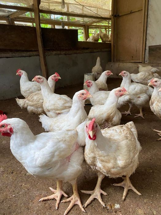 Яйце для інкубатора бройлера (кобб500, росс708, росс308)