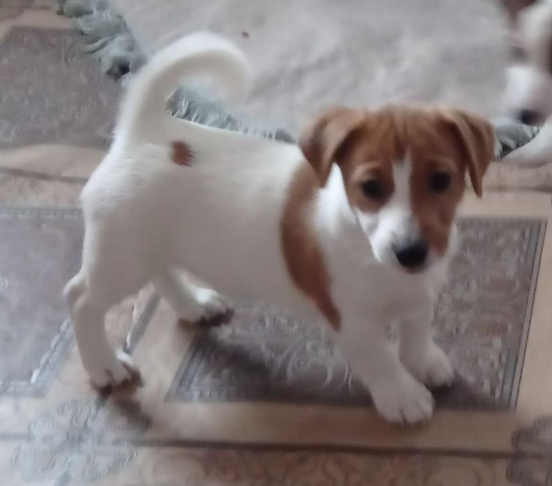 Цуценя Джек Рассел
