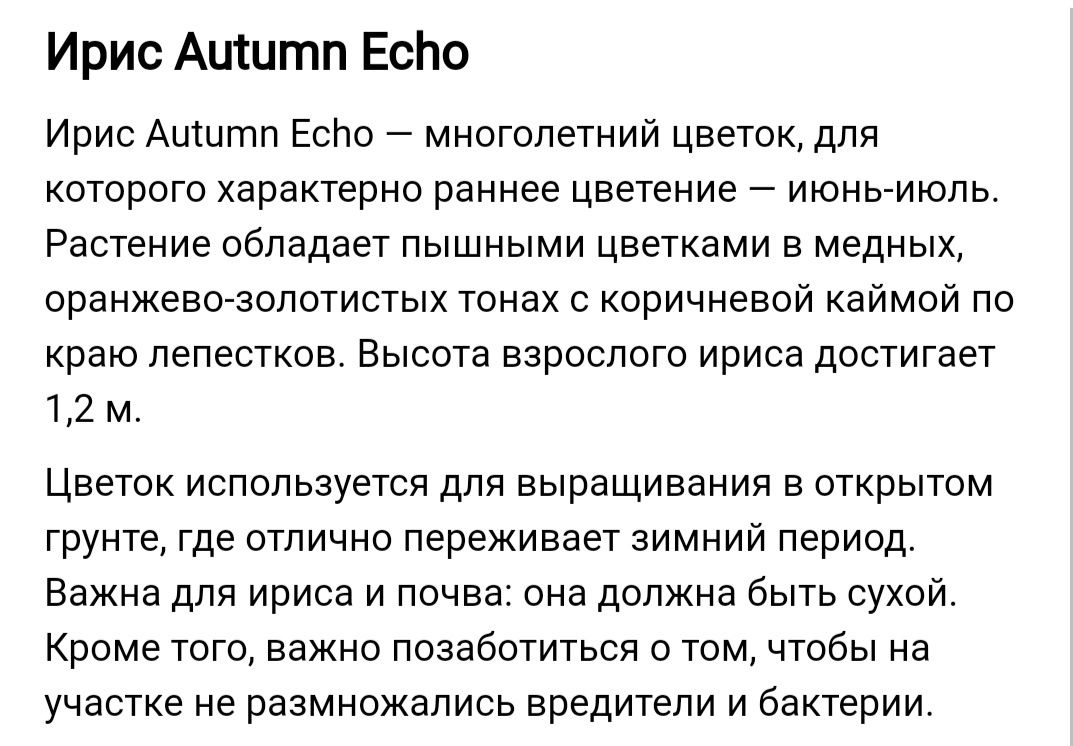 Продам высокие ирисы (петушки) Autumn Echo в золотисто-оранжевых тонах