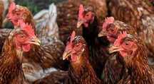 Kury Nioski Rosa Messa LEGHORN kury z pierwszym jajkiem.DOWÓZ GRATIS!!