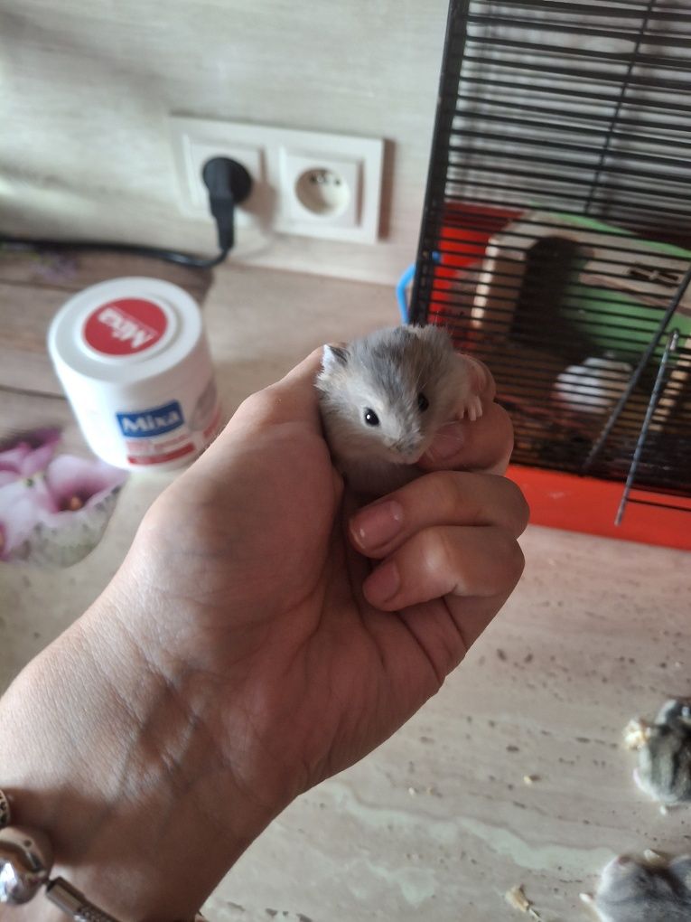 Sprzedam chomiczki