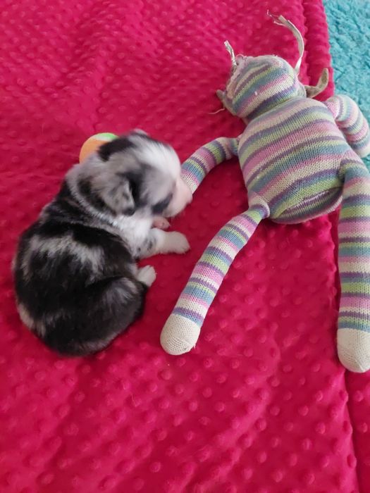 Welsh Corgi Cardigan FCI