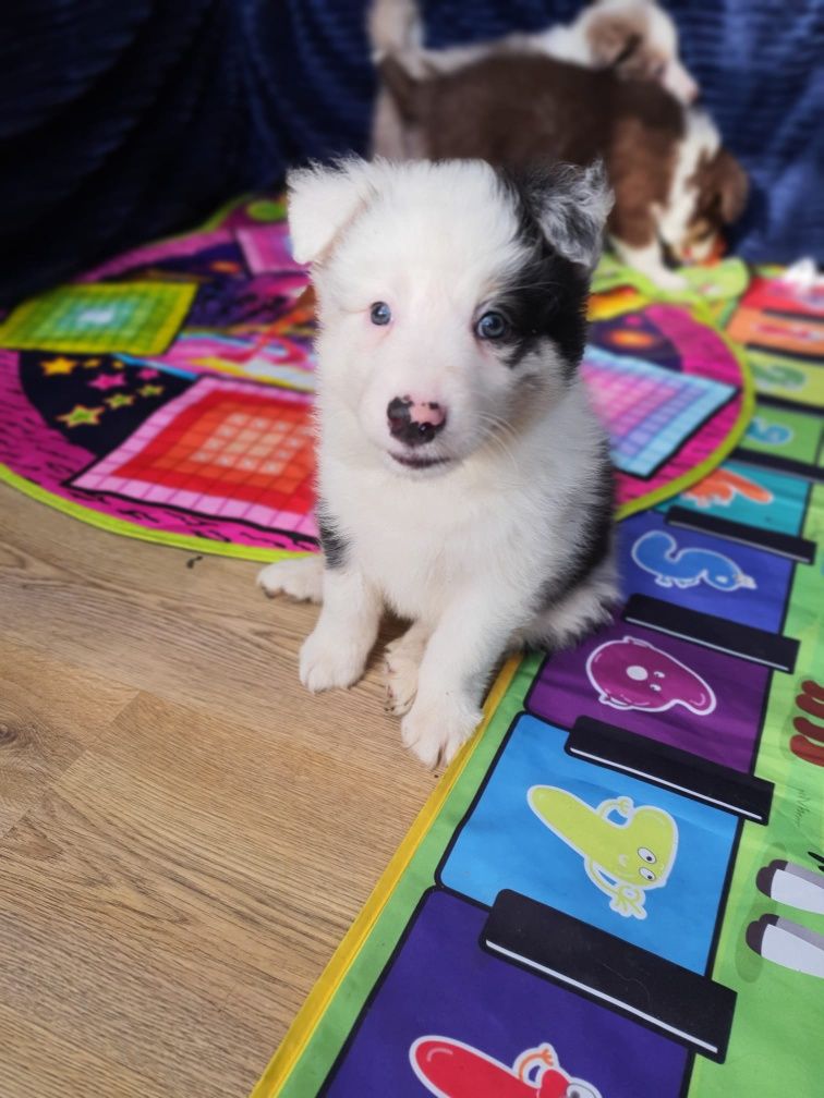 Border Collie piesek blue merle