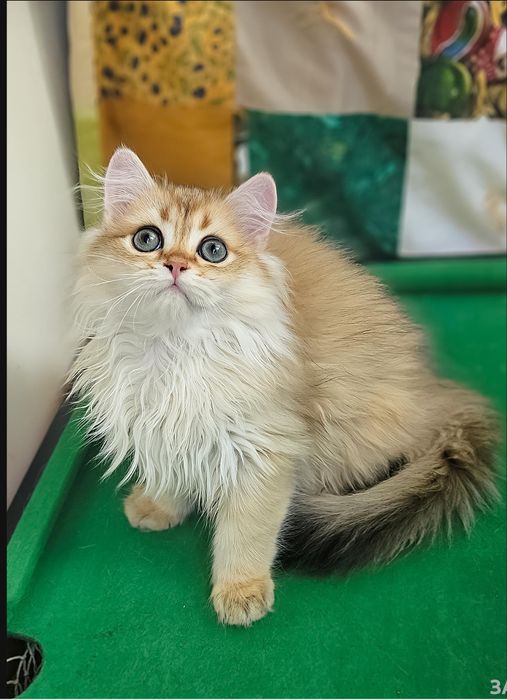 Золотая британская шиншилла кот котята котик хлопчик кіт довгошерстий