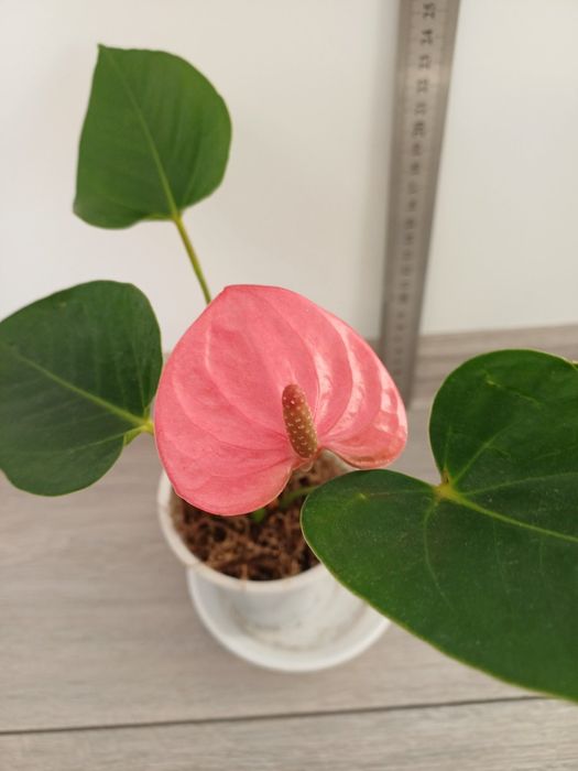 Антуріум рожевий