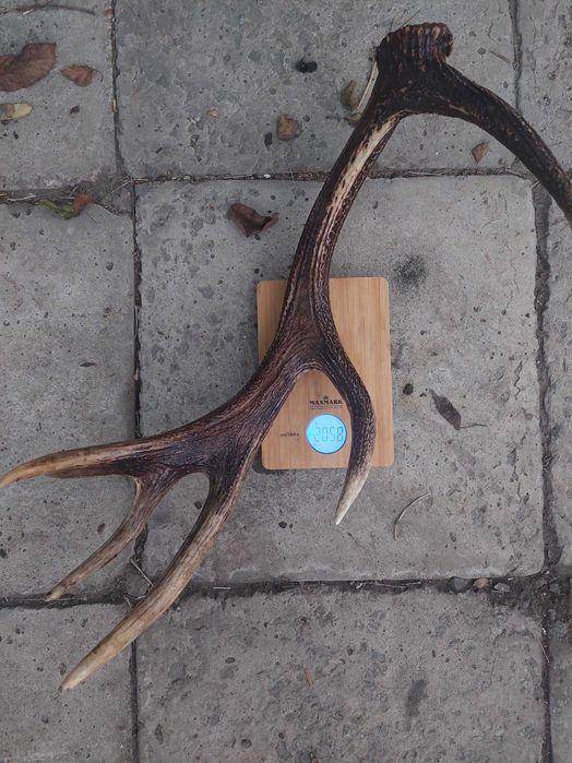 Продам роги оленя