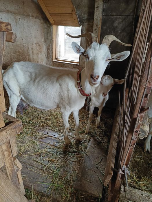 Продаються дойні кози, недорого