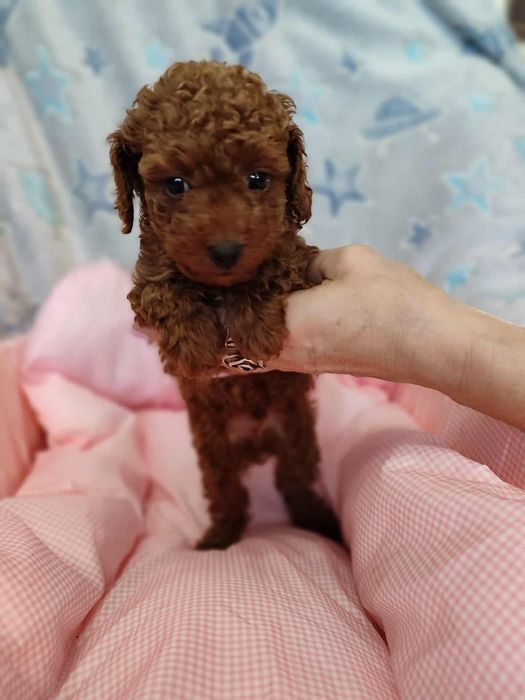 Pudel Toy chłopczyk chiński