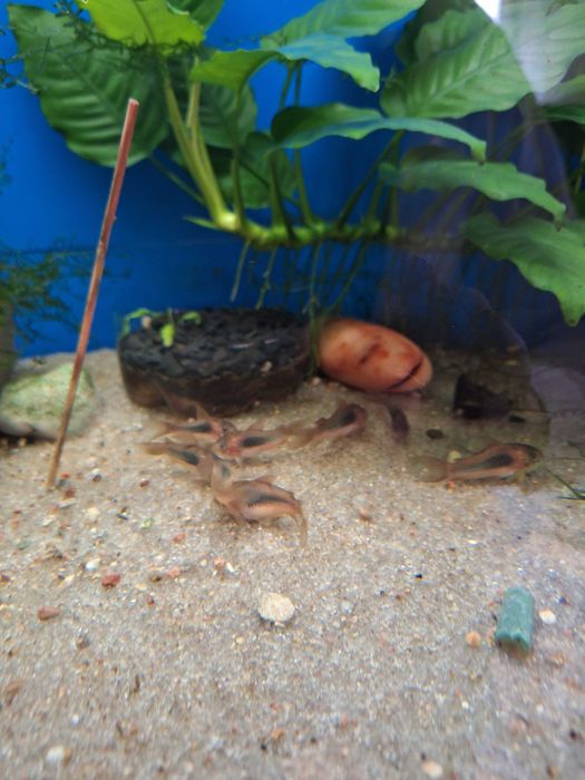 Kirys kirysek spiżowy Aquafizz Creative