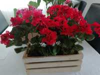 Pelargonia w doniczce