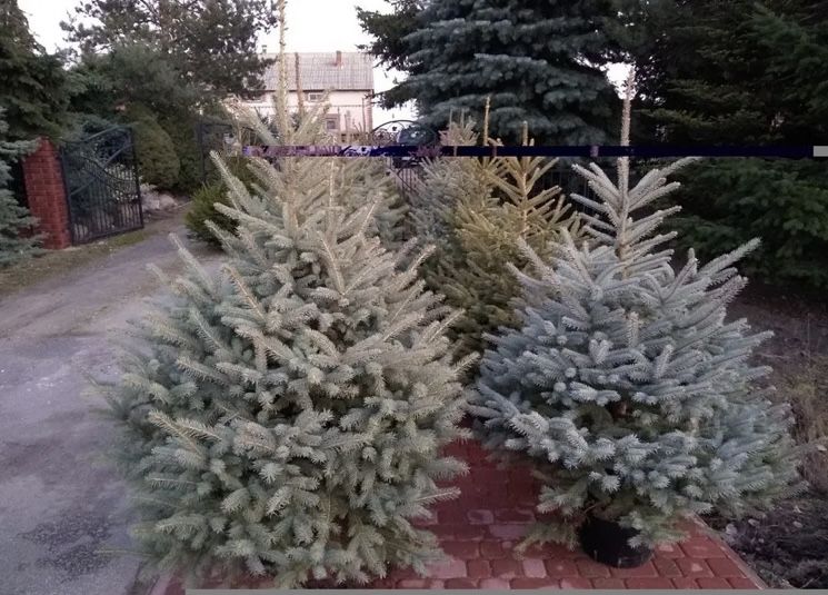 żywe choinki z dostawą