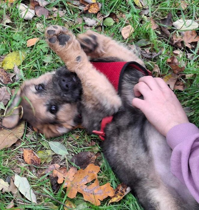 Szczeniak Gufi szuka domu