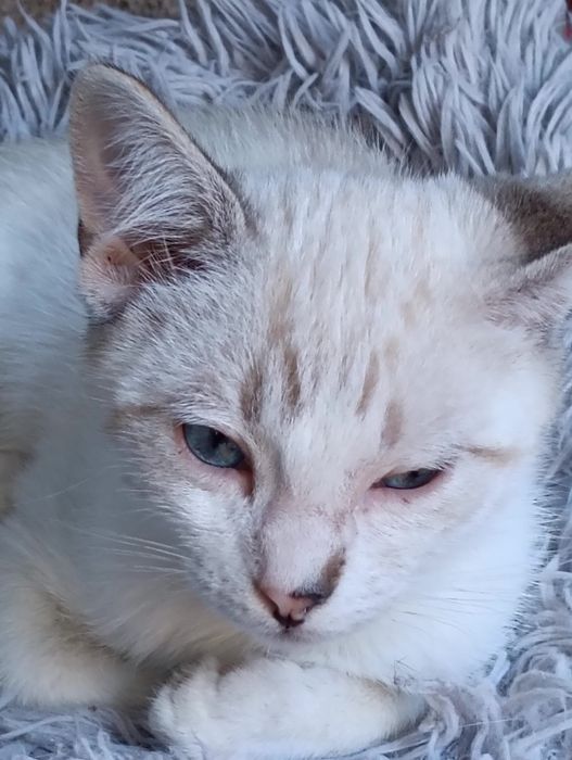 Gatinha bebe (jane) para adoção responsável