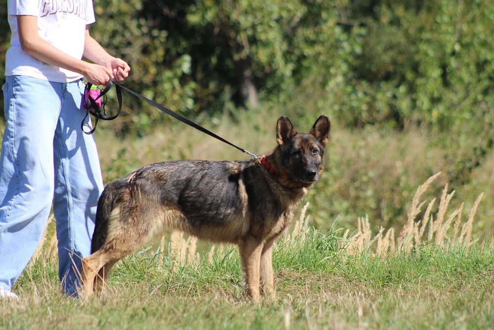 DAKOTA pies owczarek niemiecki do adopcji suczka kochana łagodna