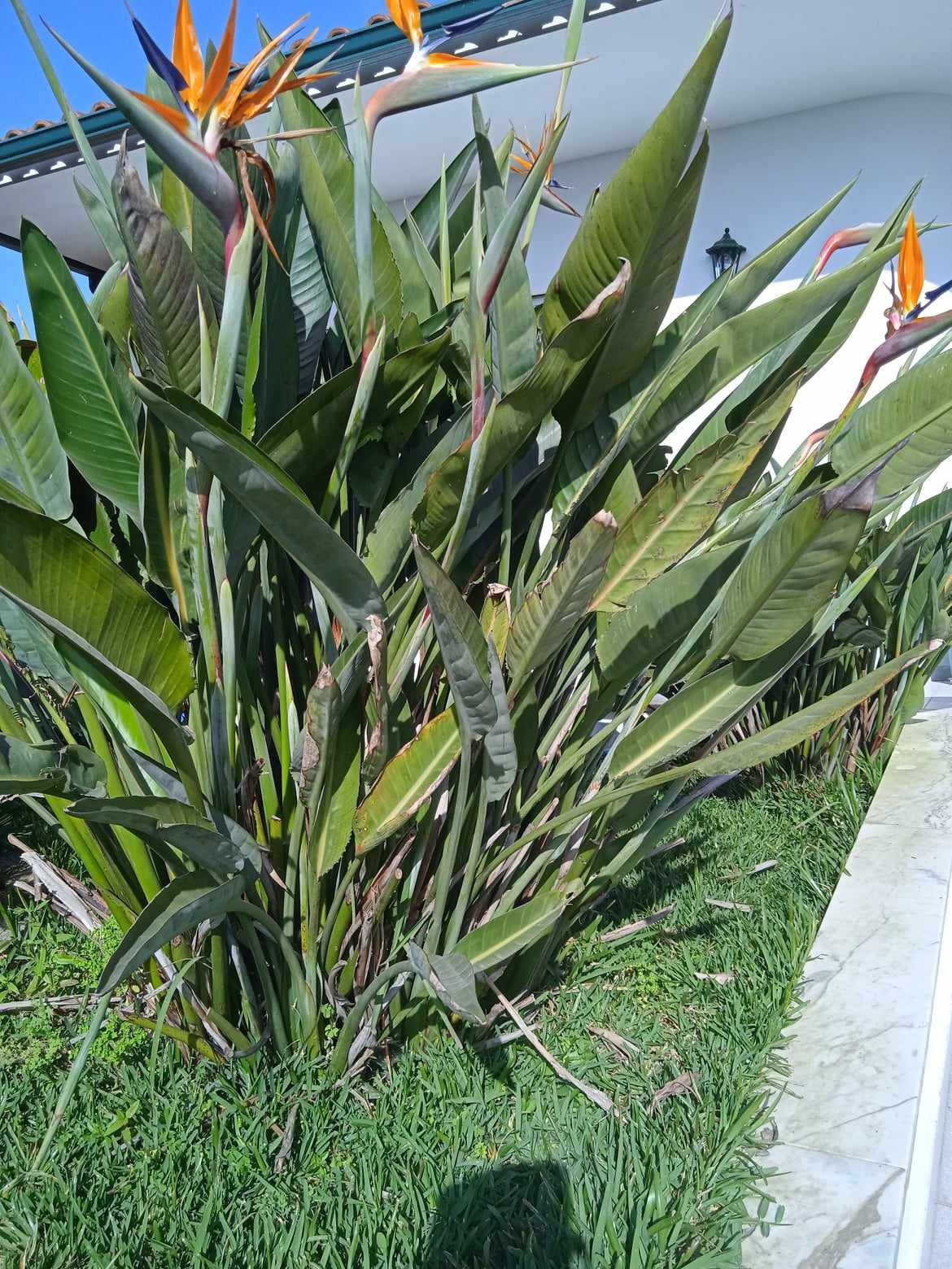 Vendo estrelicias com raiz