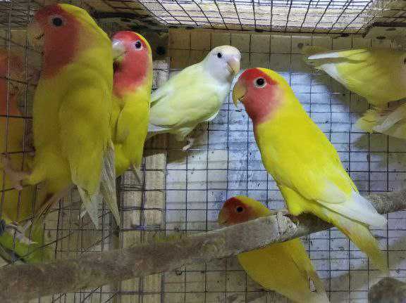 Волнистые попугаи неразлучники птенцы