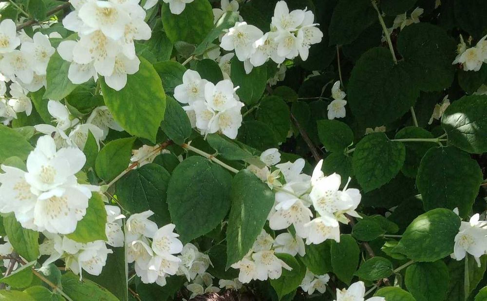 Продам рослину жасмін