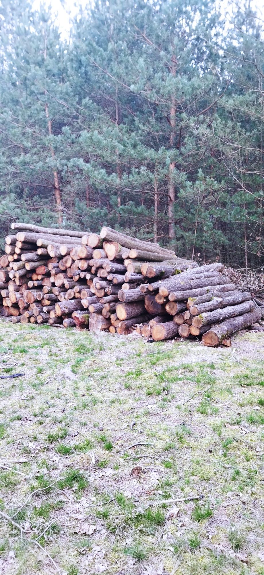 Słupki dębowe , stemple, ogrodzenie