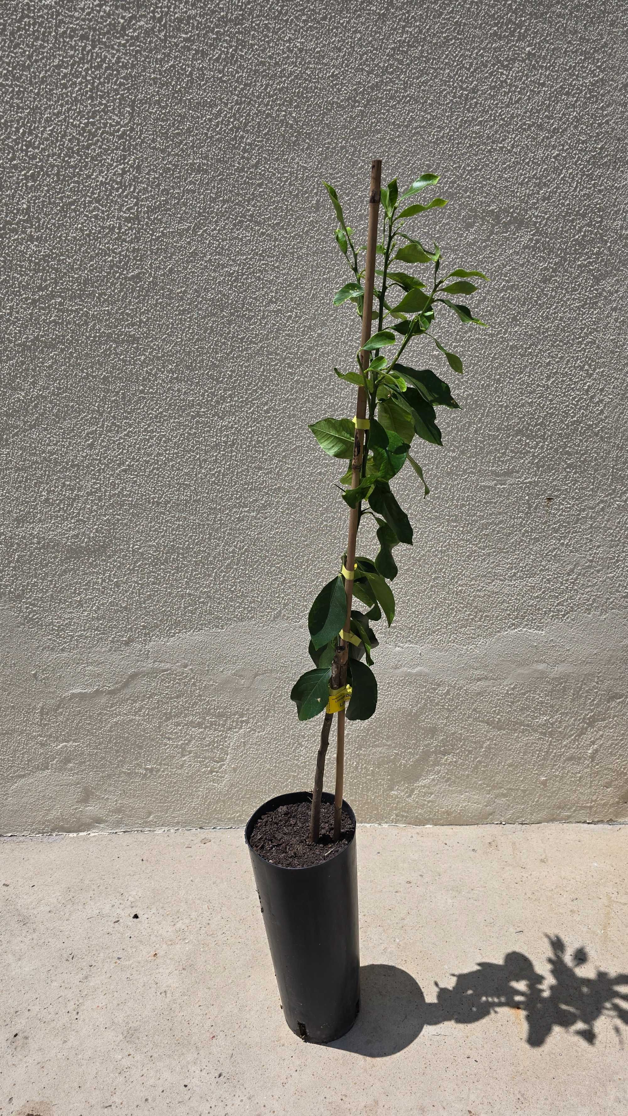 Limoeiro Doce - Citrus limetta Pursha