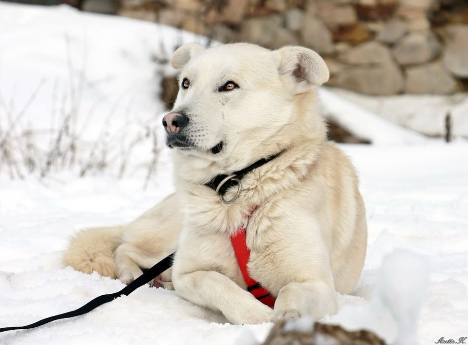 Młody, piękny nieco skryty kundelek.Śnieżnobiała sierść i cudowne oczy