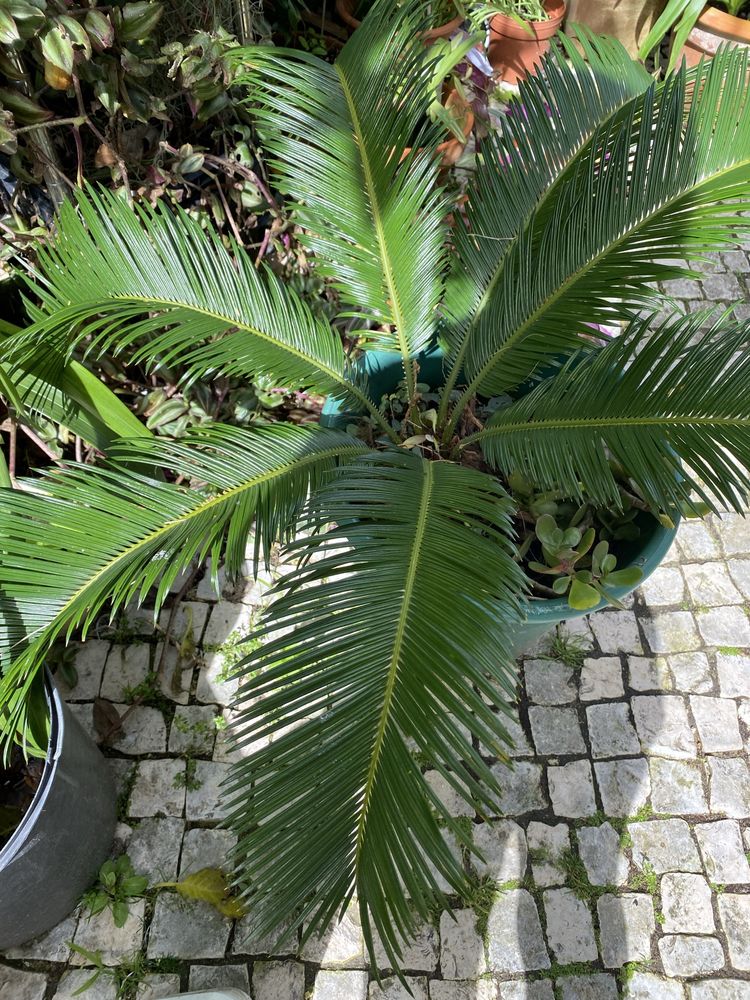 Cycas bonitas em vasos Oportunidade