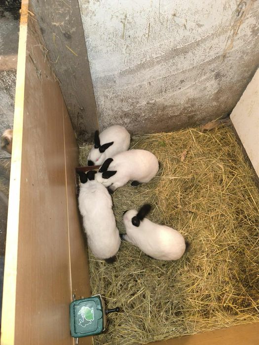 Królik rasy kalifornijskiej