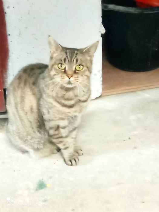 Dwie dorosłe kotki do adopcji