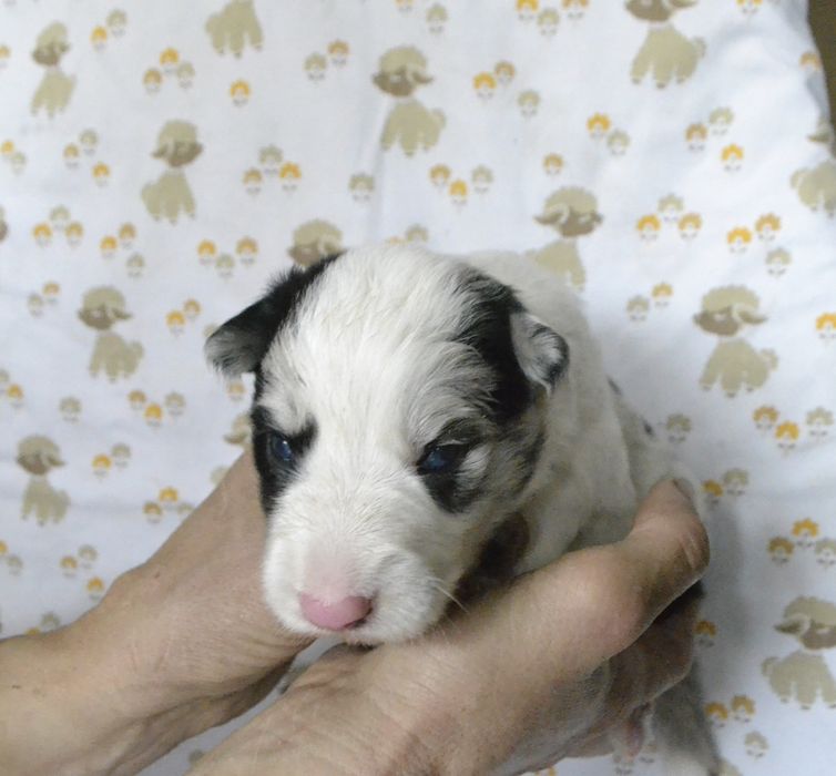 Цуценята Бордер Колли КСУ