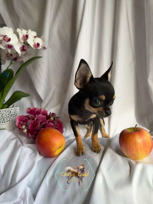 Pilnie!   Chihuahua Suczka czarna podpalana krótkowłosa