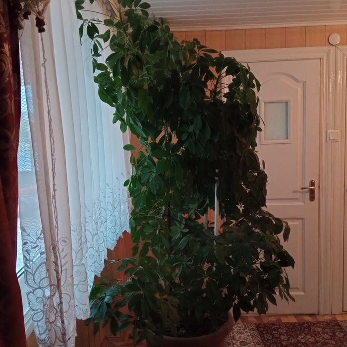 Продам великий,високий вазон Шефлери