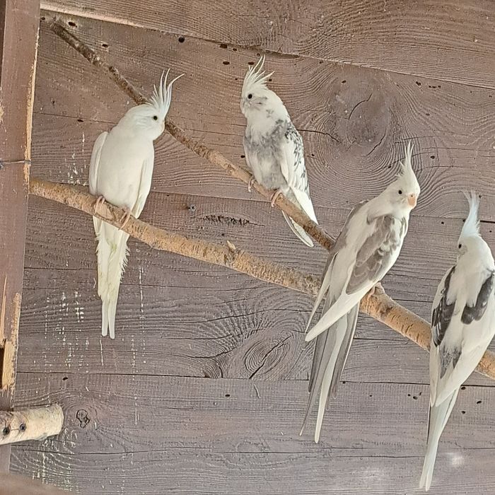 Sprzedam papugi nimfy