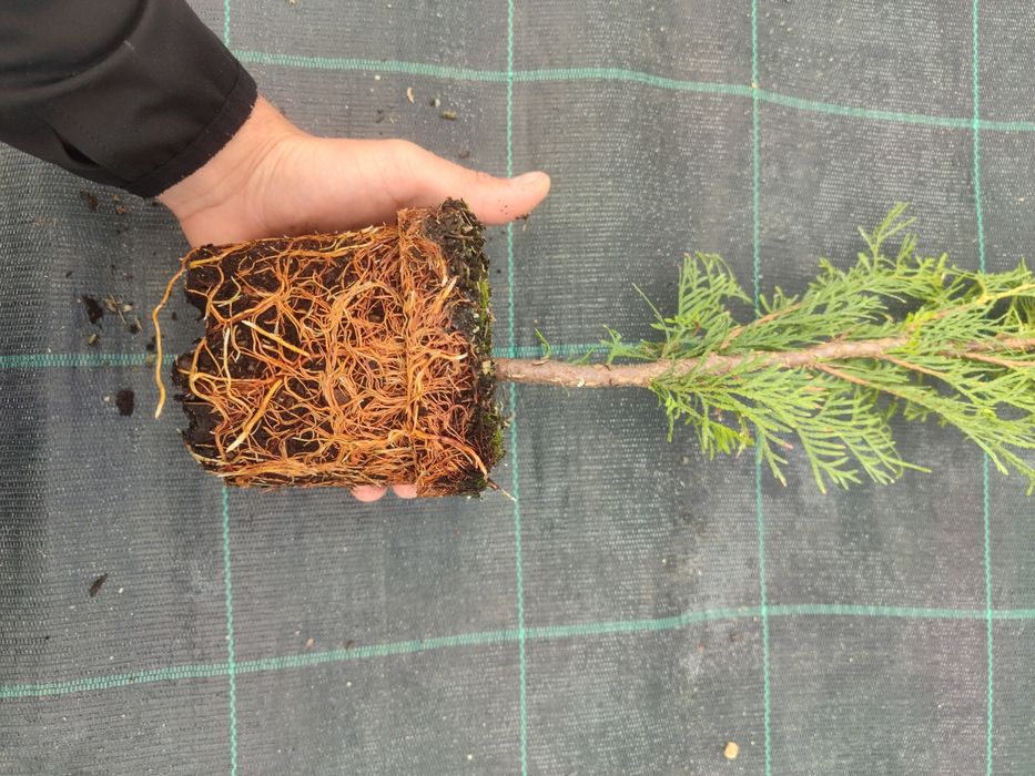 Туя Смарагд - в контейнері