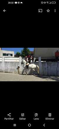 Cavalo cruzado português