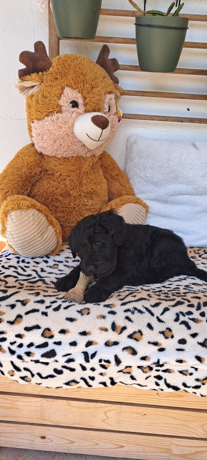 Macho Cão de Água Português disponível para entrega imediata LO