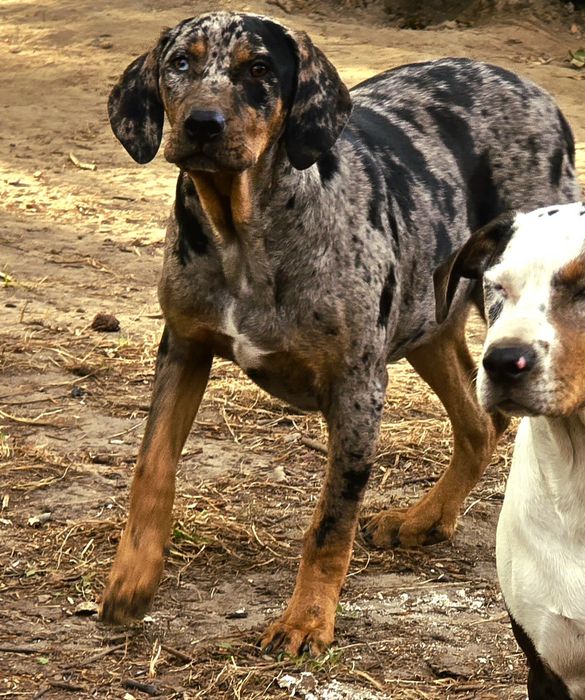 Catahoula luizjana leopard dog
