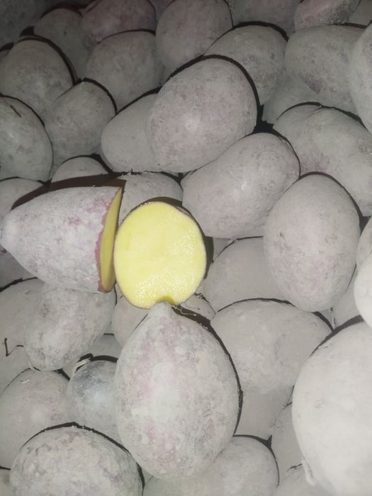 Ziemniaki Jadalne Baltic rose