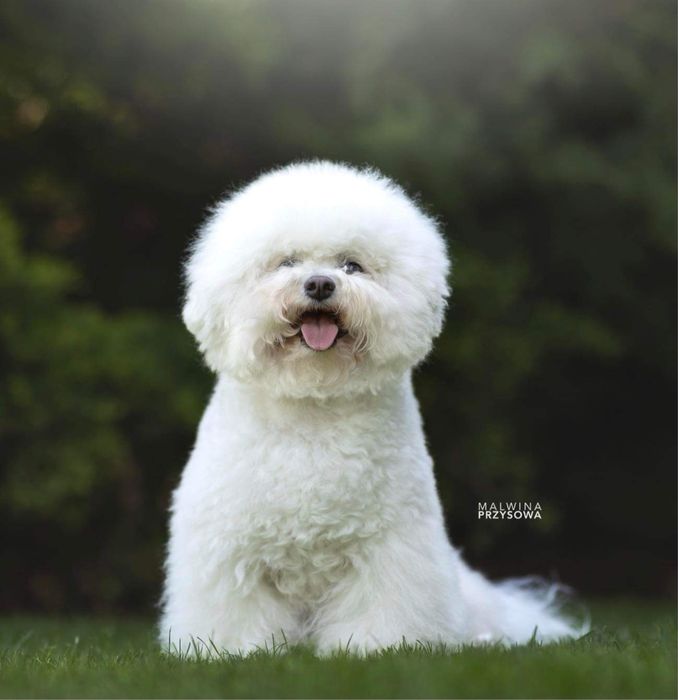 Bichon Frise chłopiec Zwiazek Kynologiczny w Polsce FCI